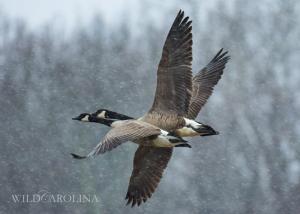 Canada Geese in the Snow