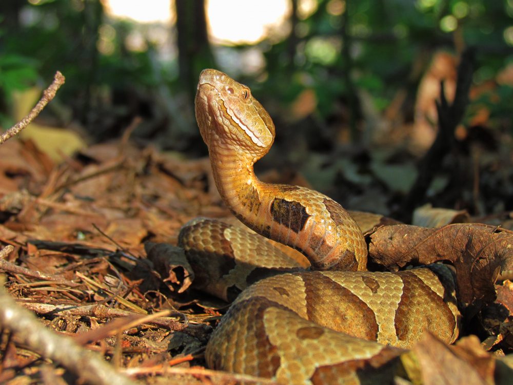 Copperhead – H.S. Bridges | Wildlife Photography